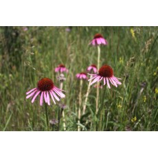 Narrow-Leaved Coneflower